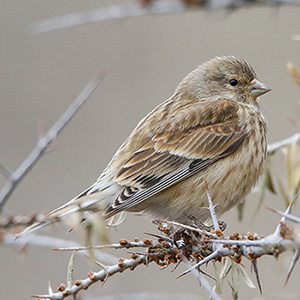 Eurasian Linnet